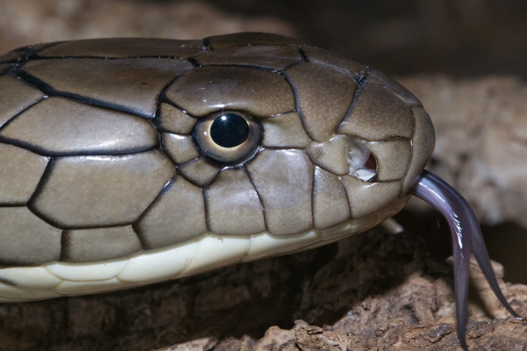 The Truth About Cobra Tablets: Honest Feedback From Real Users